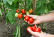 Tomatenernste