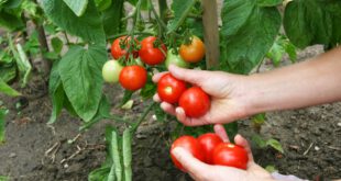 Tomatenernste