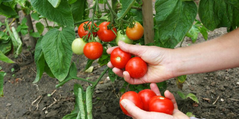 Tomatenernste