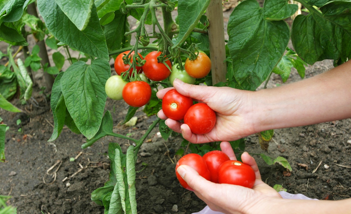 Tomatenernste