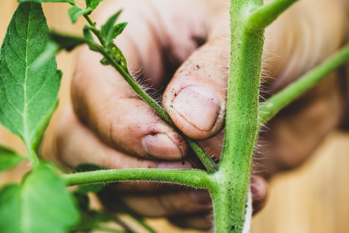 Tomatenpflanze-ausgeizen
