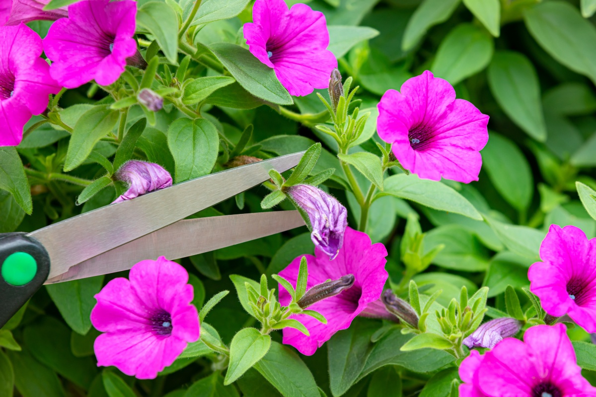 Verwelkte Blüten an Sommerblumen mit Schere abschneiden