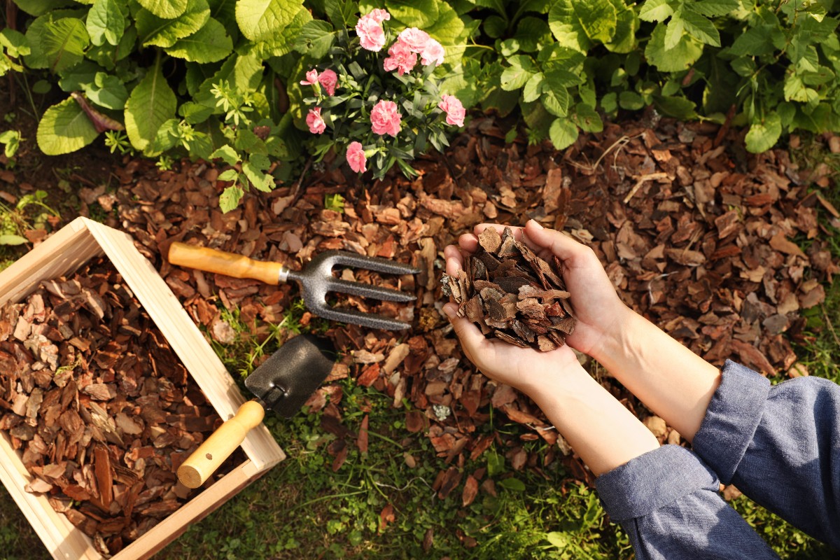 Rosen und Stauden mit Mulch winterfest machen - die natürliche Schutzschicht isoliert gegen Kälte und hält Feuchtigkeit Beet-mulchen - Gartenarbeit im Oktober