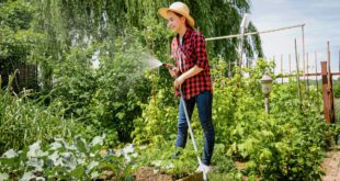 Frau-bewässert-Gemüsegarten