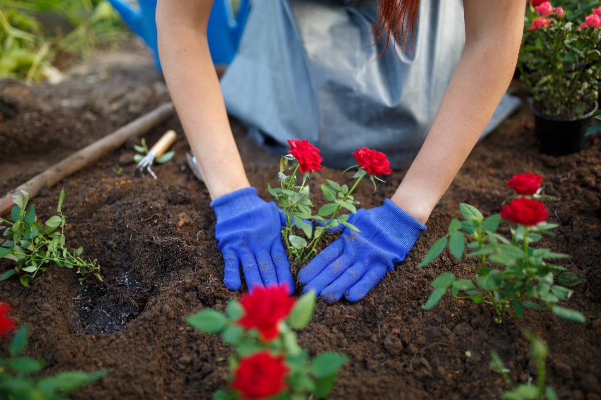 Pflanzarbeiten im Oktober sollten einige Wochen vor dem einsetzenden Frost erledigt werden Frau pflanzt Rosen - Gartenarbeit im Oktober