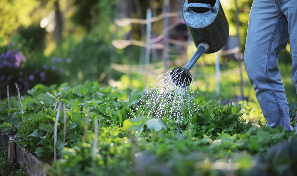 Die Gießkanne ermöglicht eine gezielte Wassergabe und bleibt trotz moderner Systeme ein praktisches Werkzeug für Hobbygärtner Gartenbewaesserung-mit-Giesskanne