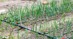 Gartenbewaesserungssystem