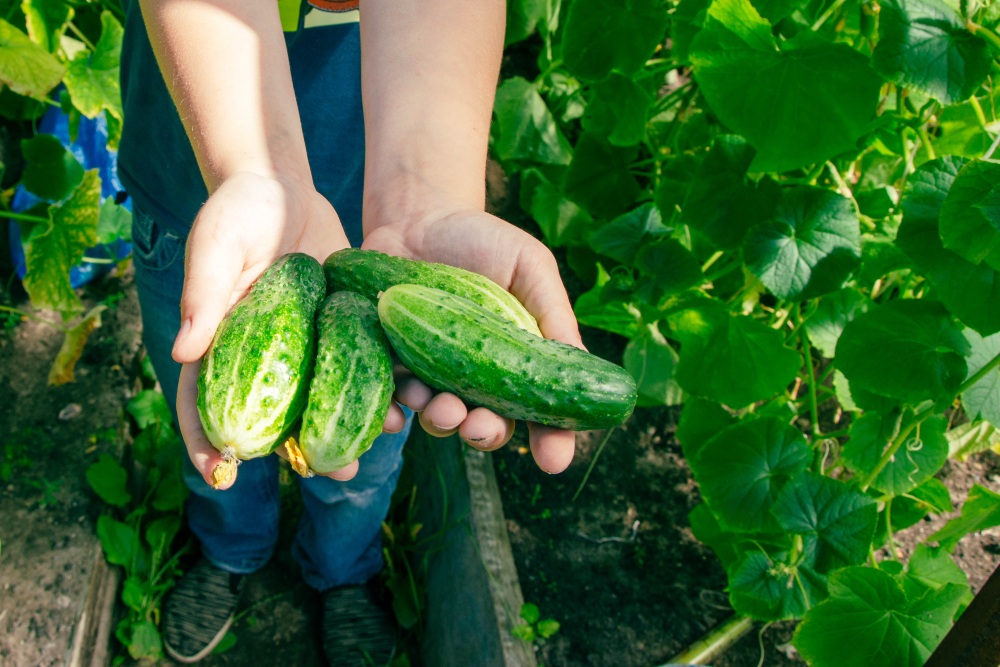 Empfindliche Gurkenpflanzen benötigen gleichmäßige Bewässerung, da Trockenstress zu kleinen, bitteren oder verformten Früchten führt Gurken-ernten