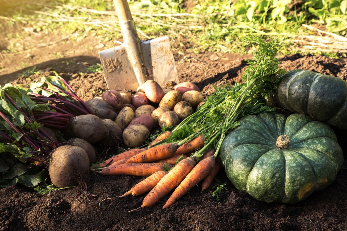 Im Oktober findet die letzte große Ernte des Jahres statt Herbst-Garten-Ernte - Gartenarbeit im Oktober