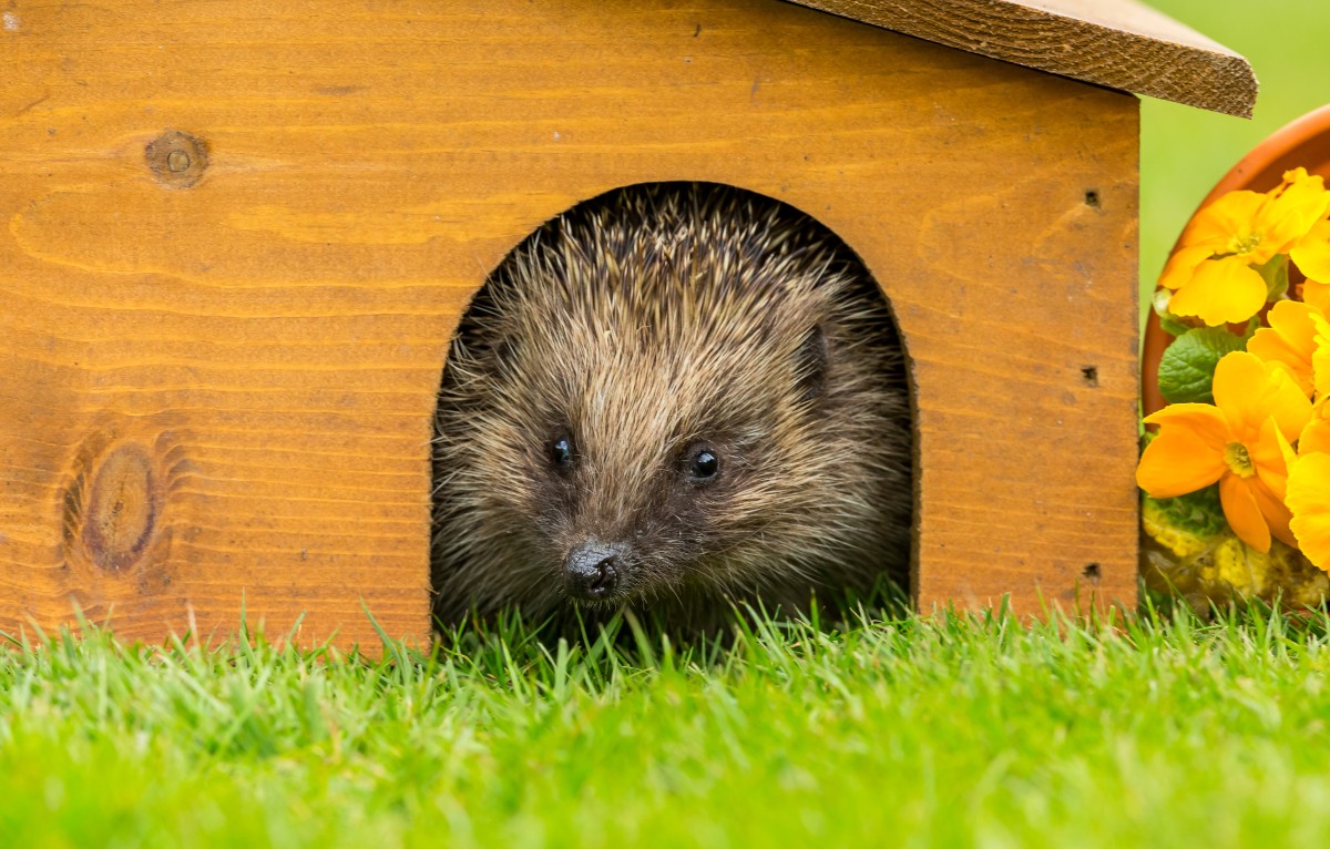 Ein Igelunterschlupf aus Laub, Ästen oder einer Holzkiste bietet den nützlichen Gartenbewohnern ein sicheres Winterquartier Igel-in-einer-kleinen-Hütte