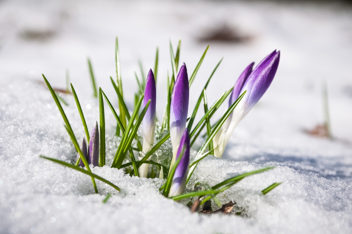 Krokusse im Schnee - Immerblühendes Beet anlegen