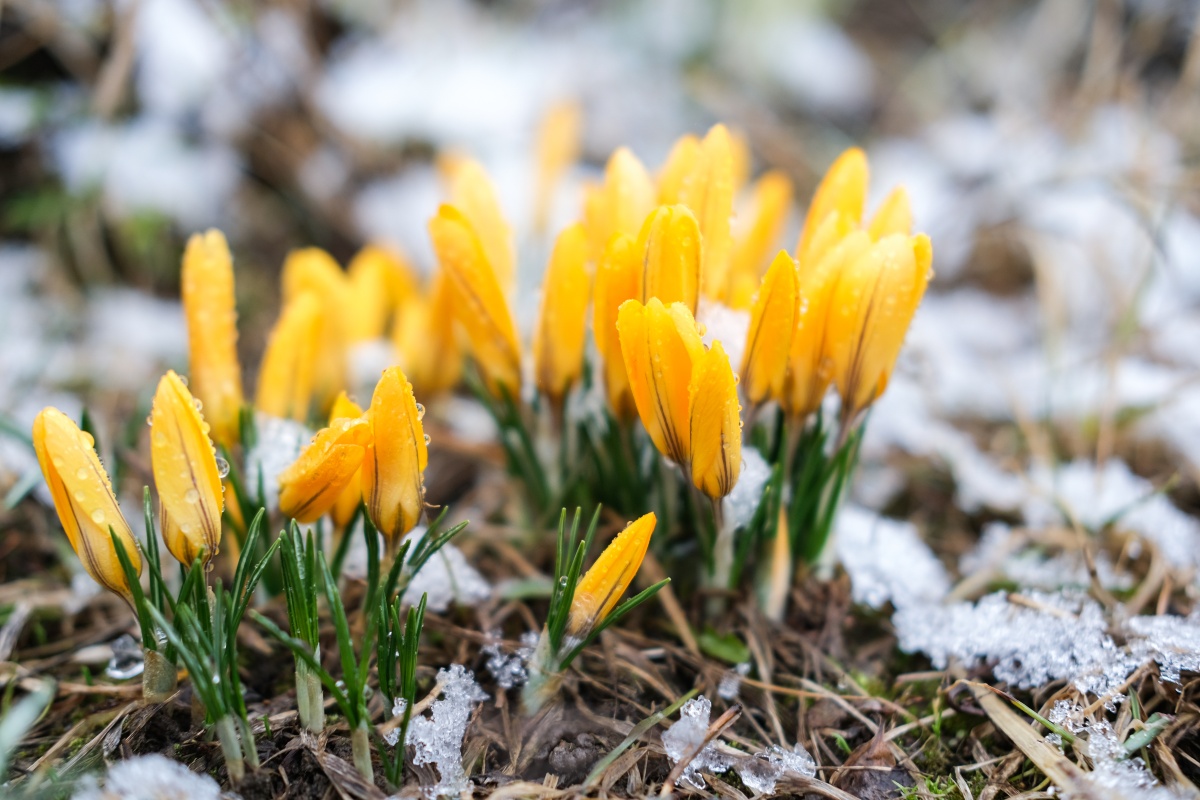 Krokusse-im-Winter - Immerblühendes Beet anlegen