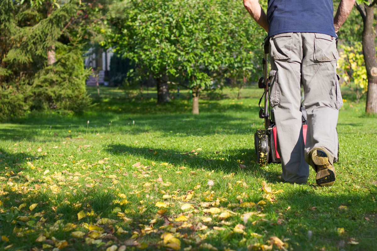 Beim letzten Rasenschnitt im Oktober sollten Sie den Mäher höher einstellen und die Halme auf 5-6 cm Länge belassen Rasen-mähen-im-Herbst - Gartenarbeit im Oktober