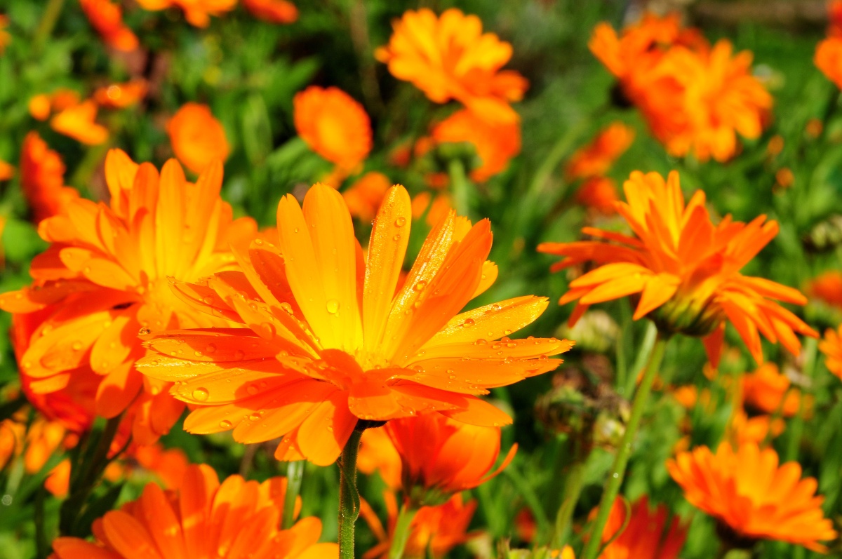 Ringelblumen blühen je nach Aussaat von Frühsommer bis in den Herbst hinein - Immerblühendes Beet anlegen