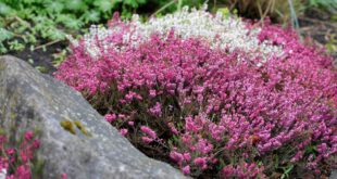 Schneeheide Immerblühendes Beet anlegen