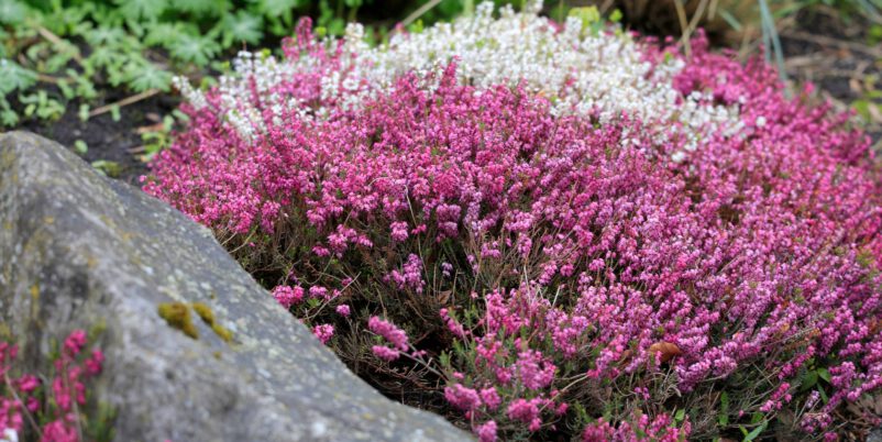 Schneeheide Immerblühendes Beet anlegen