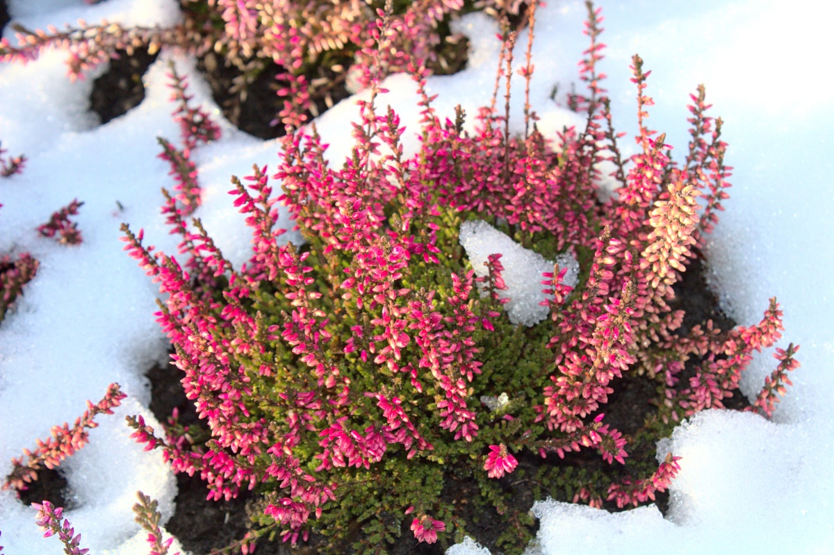 Schneeheide-im-Winter