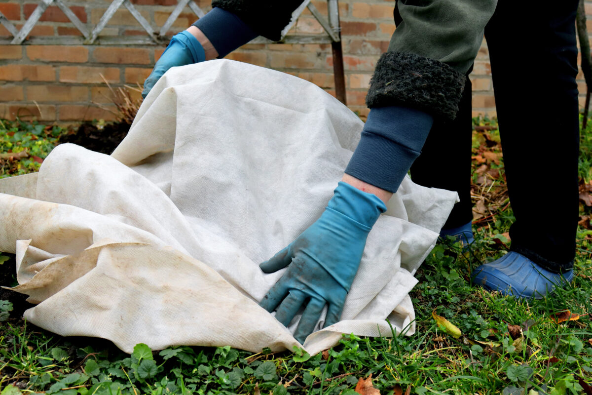 Frostempfindliche Arten müssen vor dem Wintereinbruch geschützt werden – sei es durch Abdeckung mit Vlies, Einlagerung frostfreien Ort Person deckt Pflanze mit Vlies ab