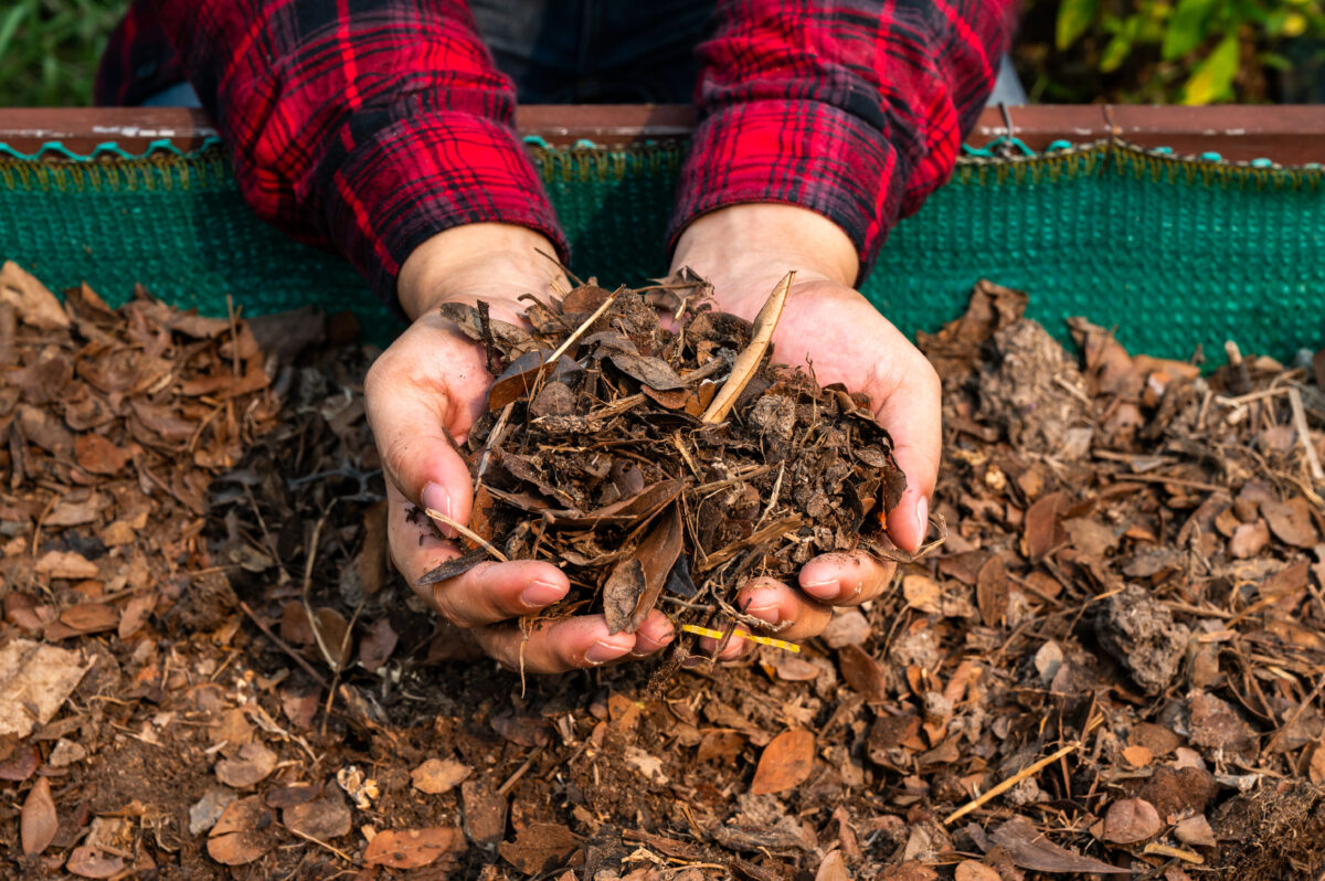 Herbstlaub verwandelt sich im Kompost zu wertvollem Humus – ein natürlicher Dünger für das nächste Gartenjahr Person hält frischen Kompost aus Laub in den Händen