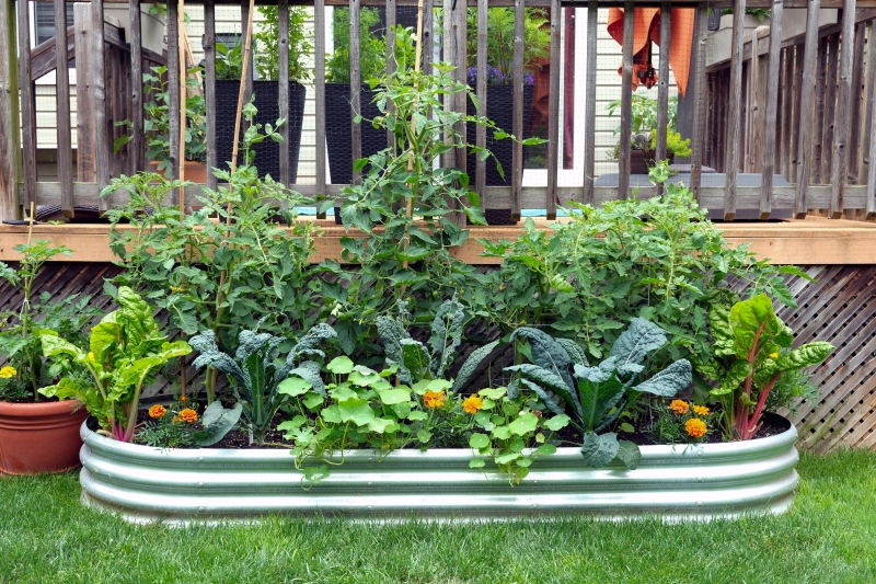 Vielfältige Mischkultur im Gartenbeet Hochbeet mit Tomaten, Mangold, Kohl, Kapuzinerkresse und weiteren Gemüsepflanzen in Mischkultur