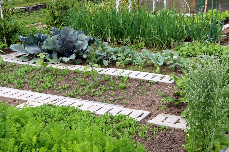 Mischkultur mit verschiedenen Gemüsearten im Garten Gemüsebeet in Mischkultur mit Kohl, Zwiebeln, Möhren und weiteren Gemüsepflanzen