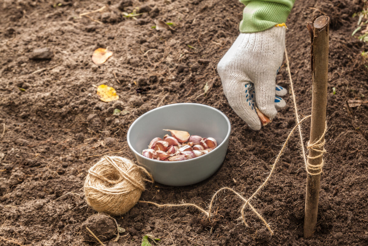 Manche Pflanzenarten, beispielsweise Knoblauch, profitieren sogar von einer Überwinterung im Beet Person pflanz Knoblauch in die Erde