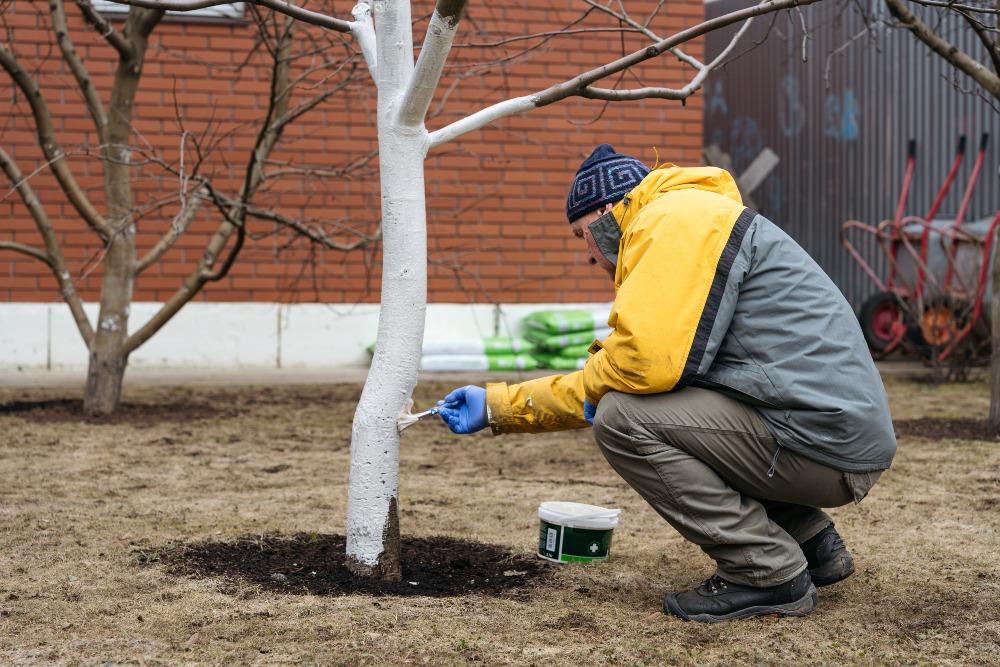 Das Kalken im Winter stärkt die Rinde gegen Frost und Temperaturschwankungen Bäume-bekommen-Kalkanstrich - Checkliste für Gartenarbeit im Januar