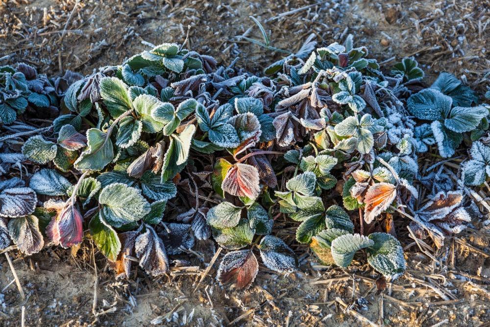 Im Januar lohnt sich der Blick auf Beete, um Schäden durch Frost früh zu erkennen Erbeerpflanzen-Frost - Checkliste für Gartenarbeit im Januar