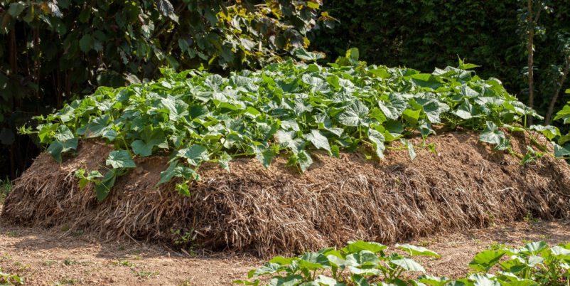 Hügel- oder Hochbeet mit Kürbissen.