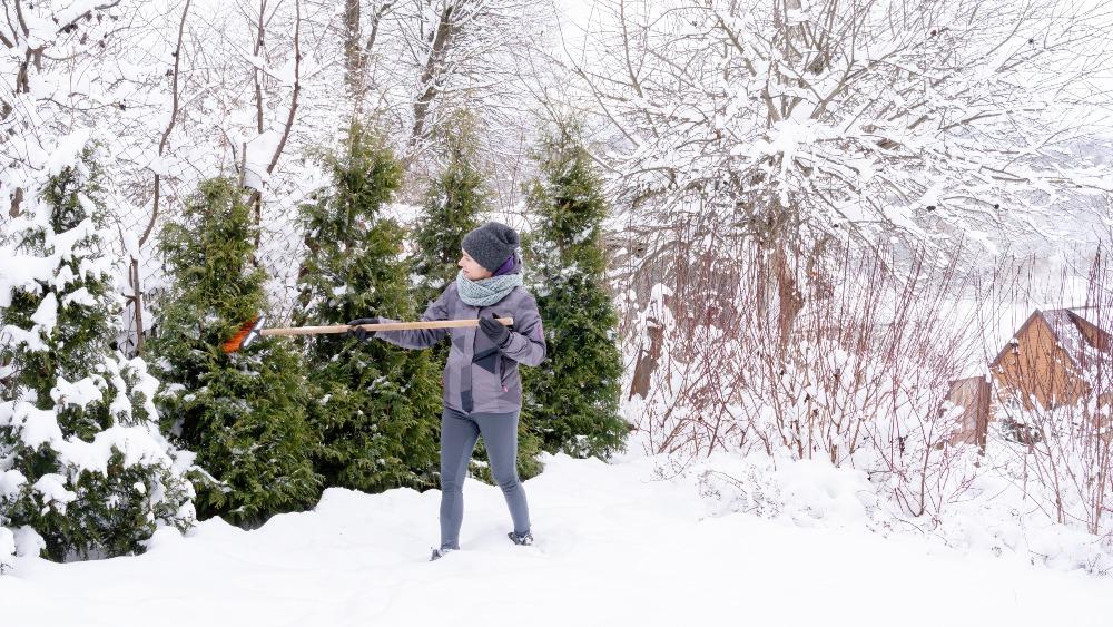 Wer Schnee regelmäßig entfernt, verhindert Astbruch und fördert Licht für Pflanzen Schnee-auf-Bäumen-beseitigen - Checkliste für Gartenarbeit im Januar