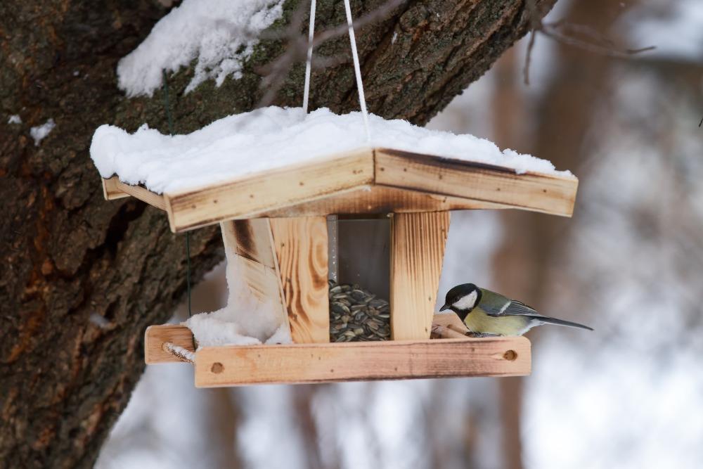 Wer im Winter füttert, unterstützt Artenvielfalt und gesunde Vogelbestände Vogelhäuschen-im-Winter