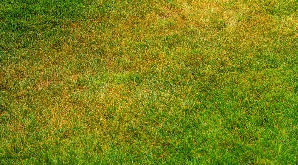 Gelbe-und-blassgruene-Verfaerbung-der-Grashalme.