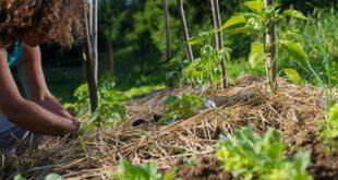 Permakultur Beet anlegen 3