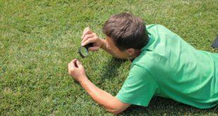 Rasenkrankheiten erkennen