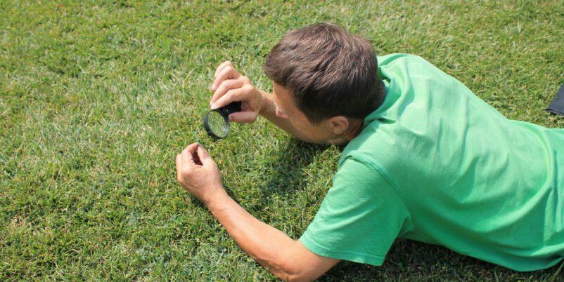 Rasenkrankheiten erkennen