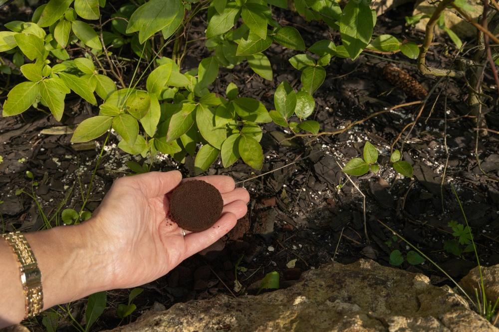 Heidelbeerstrauch mit Kaffeesatz düngen