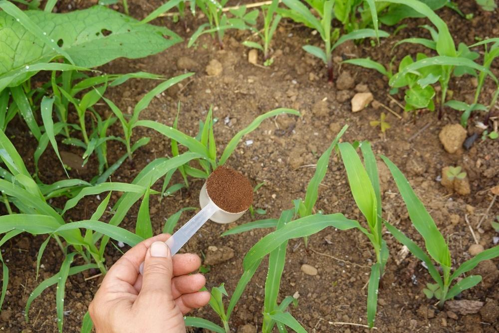 Jungpflanzen werden mit Kaffeesatz gedüngt