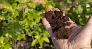 Kaffeesatz zum Düngen im Garten