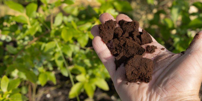 Kaffeesatz zum Düngen im Garten
