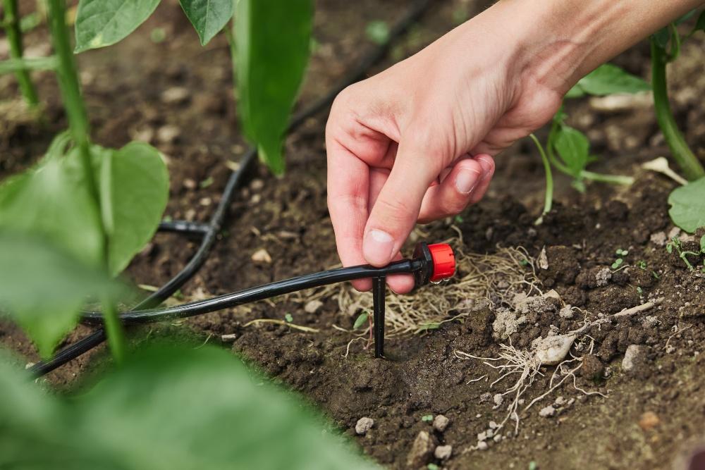 Tropfbewässerung