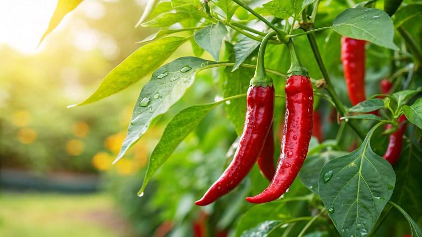 Paprika und Peperoni benötigen gleichmäßige Wassergaben, reagieren aber empfindlich auf Staunässe Pepperoni-Pflanze