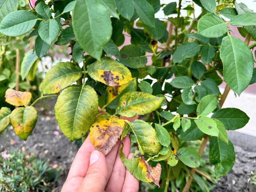 Rosen-Pflanze-Krankheit