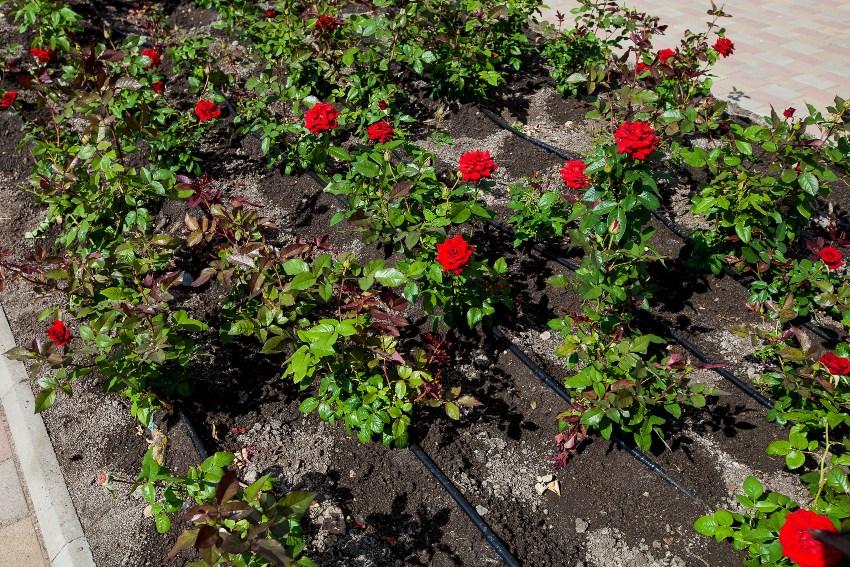 Rosen-Tropfbewaesserung