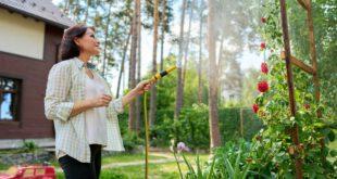 Rosen gießen und bewässern