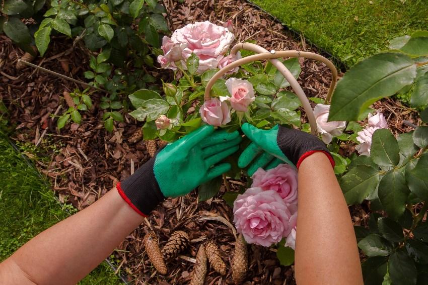 Rosen-mit-Mulchschutz