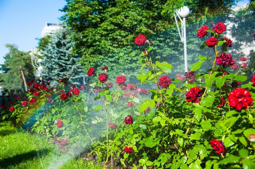 Rosenbewaesserung