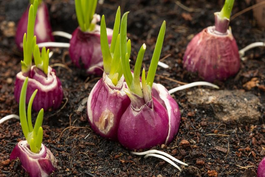 Schalotten Nahaufnahme