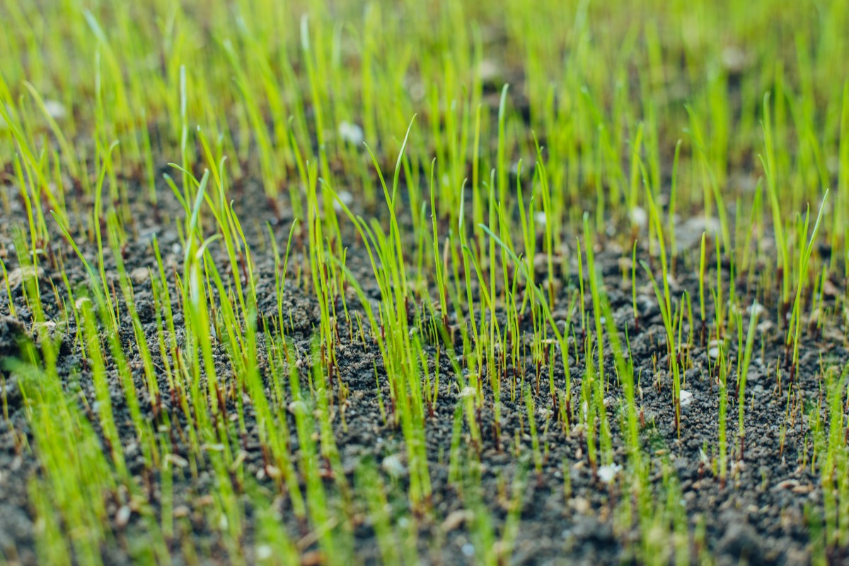 Junges-Gras (1)