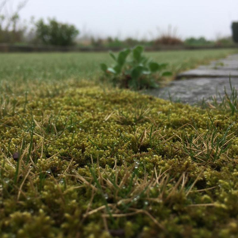 Moos im Rasen zwischen lichten Grashalmen im Garten