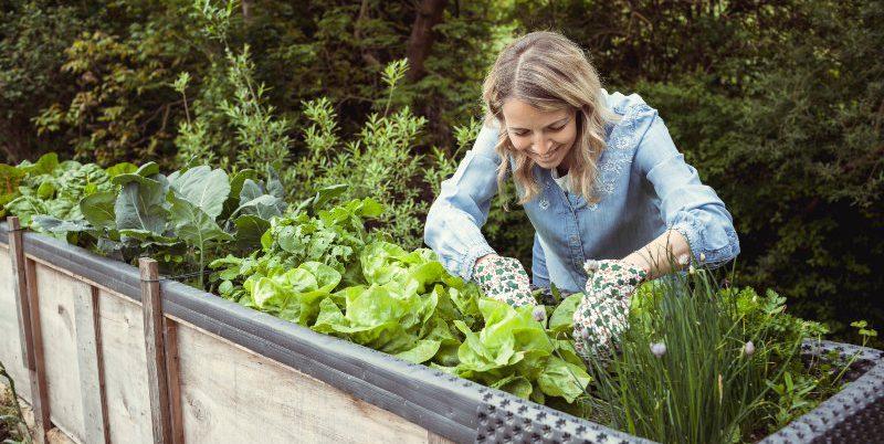 Frau-die-an-ihrem-Hochbeet-arbeitet - Bewässerungssystem für das Hochbeet anlegen
